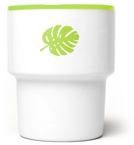 Monstera